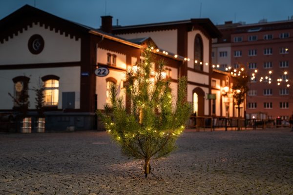 Stromky z prořezávky českých lesů. Nejsou úplně dokonalé, zato mají osobité tvary a voní lesem. Neskončí jako odpad, ale můžou o Vánocích dělat parádu u vás doma.